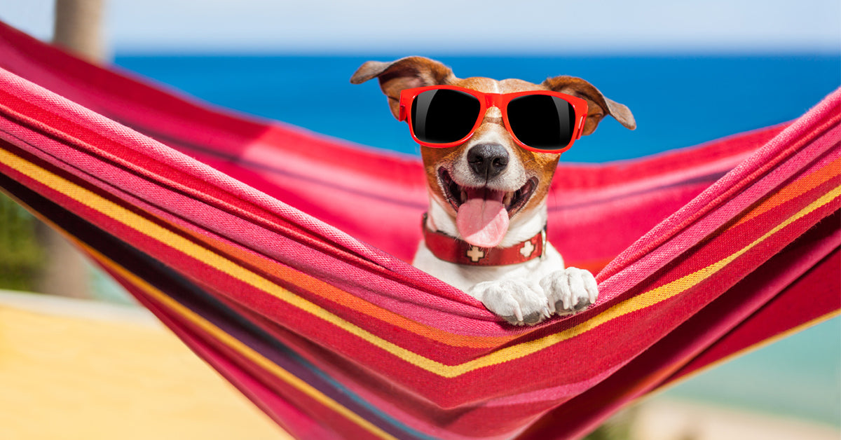 6 gode råd til din hund til sommer –